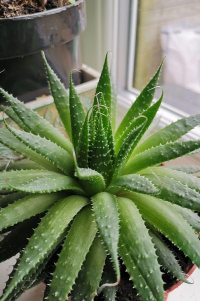 Image of a aloe vera plant depicting it's benefits on the skin