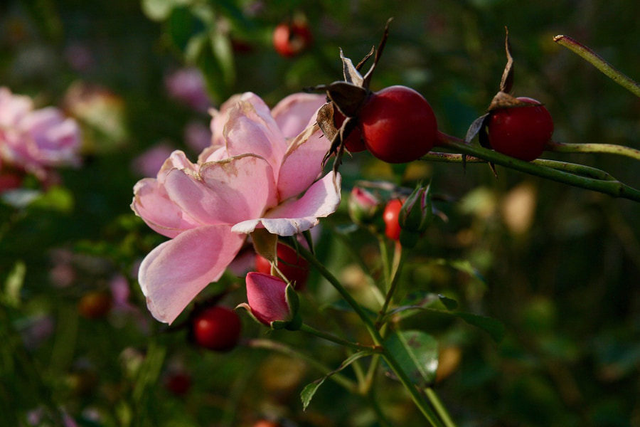 Image of a rose blossom with rosehips