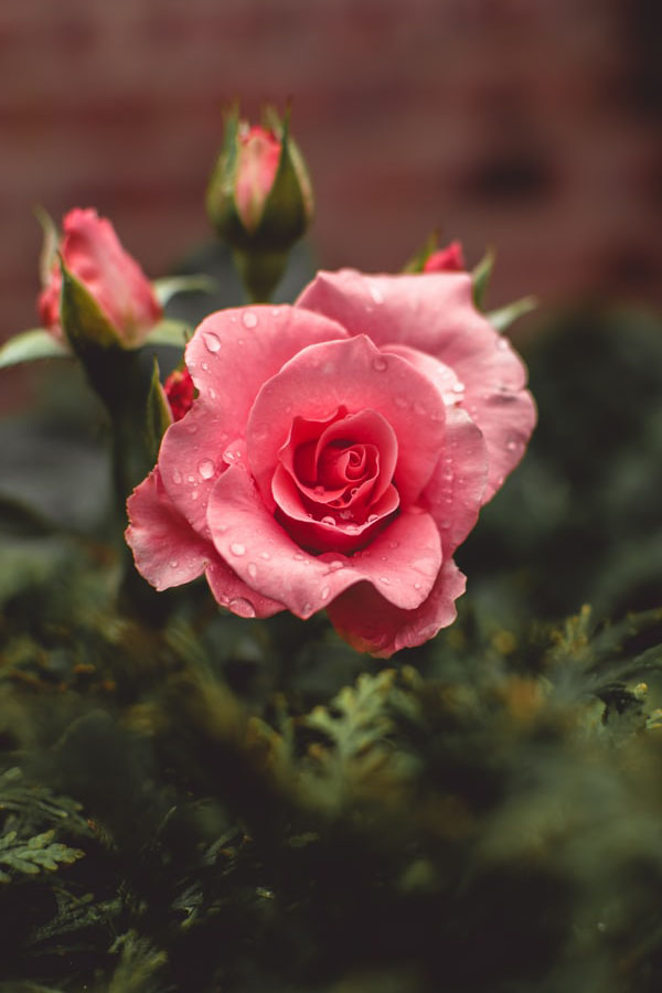 Image of a pink roses blooms with water drops on petals
