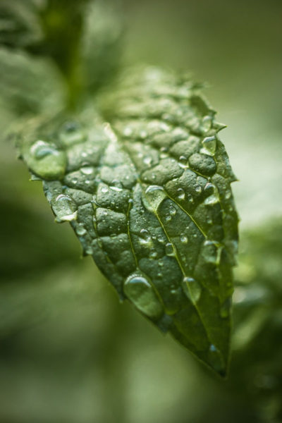 Image of a peppermint leaf depicting benefits of peppermint oil