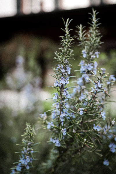 Image of a rosemary plant with flowers depicting its benefits