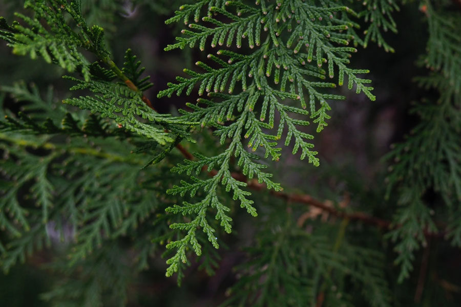 Image of cypress leaves depicting benefits of cypress essential oil