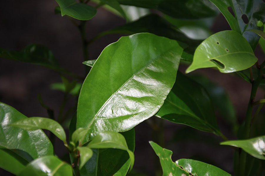 Image of few camphor leaves depicting the benefits of camphor essential oil