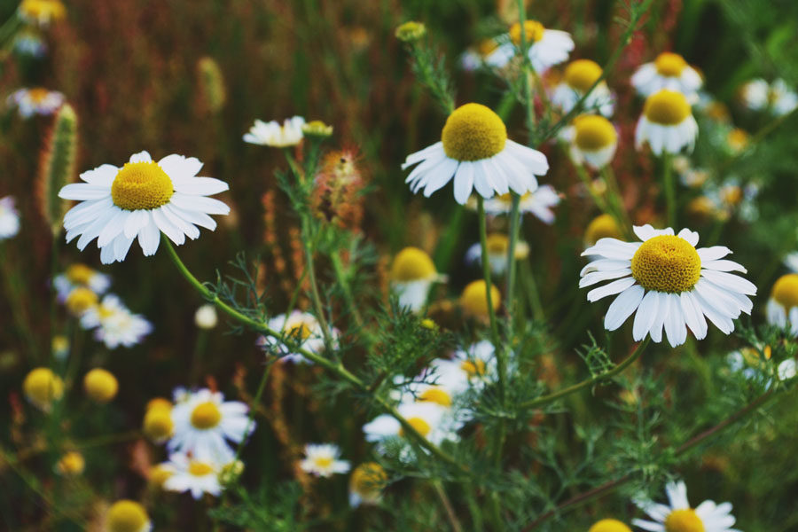 Image of a chamomile plant covered with flowers depicting benefits of chamomile essential oil