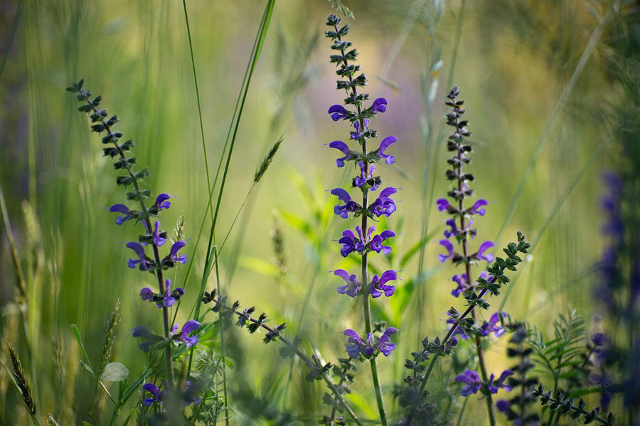 Image of clary sage flowers in a field depicting the benefits of clary sage essential oil