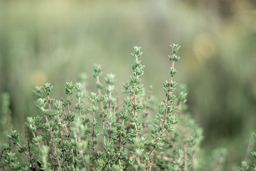 Image of a bush of thyme depicting the benefits of thyme essential oil