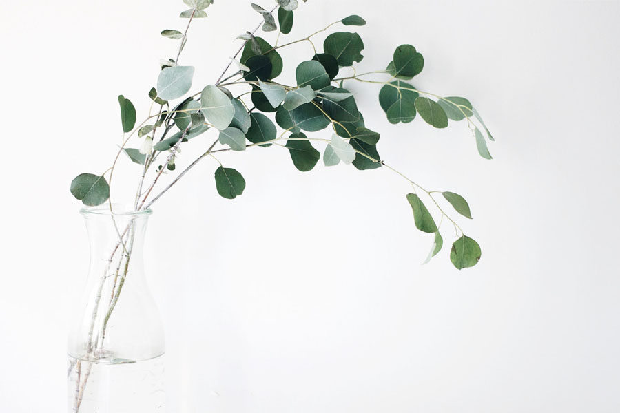 Image of a branch of eucalyptus plant depicting the benefits of eucalyptus essential oil