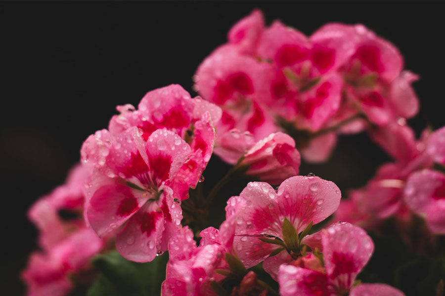 Image of a bunch of rose geranium flowers with sprinkled water droplets depicting the benefits of rose geranium essential oil