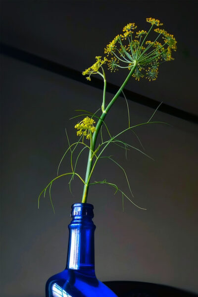 Image of fennel flowers dipped in a colorful vase depicting the benefits of fennel essential oil