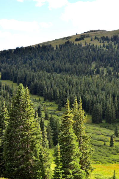 Image of a forest full of spruce trees depicting the benefits of spruce essential oil