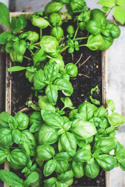 Image of basil plants depicting the benefits of basil essential oil
