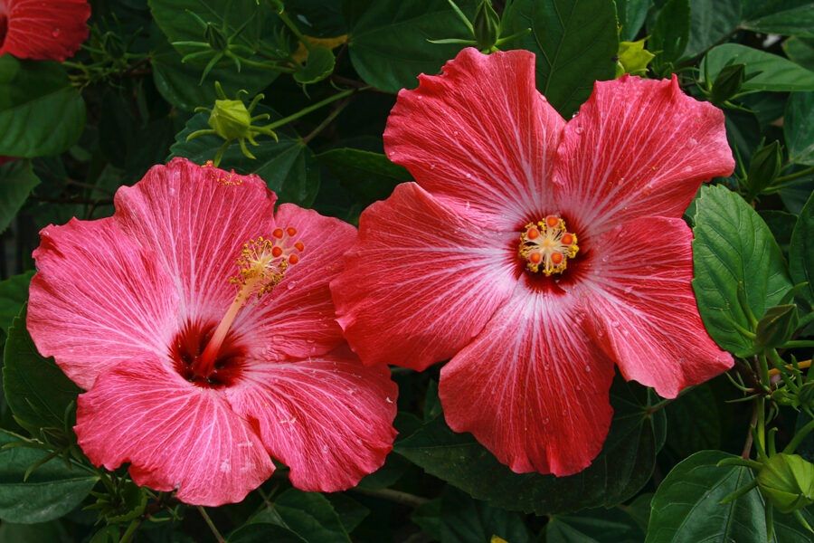 Image of gorgeous pair of pinkish hibiscus flowers depicting the benefits of hibiscus tea
